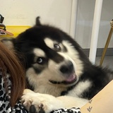 彳柰羽晗