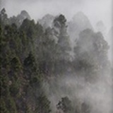 林珏