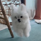 养狗达人