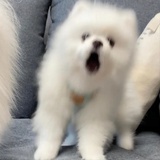 阿弥陀佛么么哒