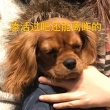 一起去重庆