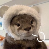 阿喵不是猫🐱