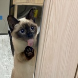 小尖椒