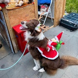 ᥫᩣ 💕✨小雅·