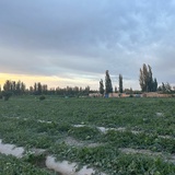 Pfalzgraf