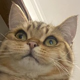 为什么要吃兔兔