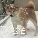 我的爱只三个月