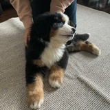 huhuahuhua
