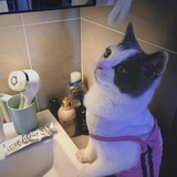 猪小豆