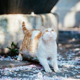 伸懒腰的猫