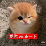 只是一只小猫