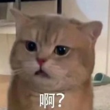 松露饼干