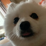 鹿鹿璐璐