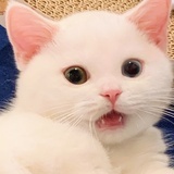 醉了