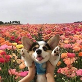 heidi