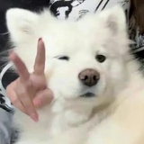 自闭大王削雪梨