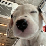 每天通畅git