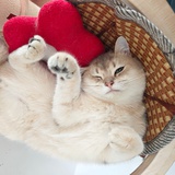 髯