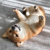 粲粲小赵