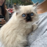抠脚大汉