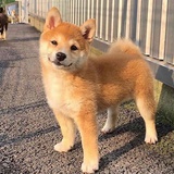 什么时候搞到真
