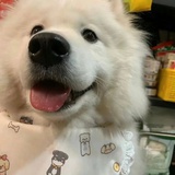 飞行黄油