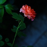 花祭