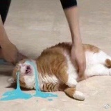 琴子