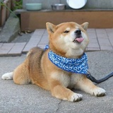 华伟gg