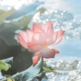朝颜