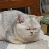 艾伦耶格尔