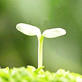 豆芽