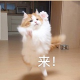 屋顶上的Shanay