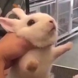 纯眸白齿