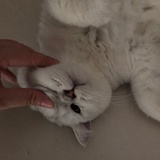 大文