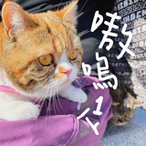 柑丸小队长