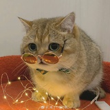 猪儿虫