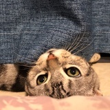 探花