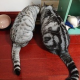 锁茶希