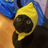 艾蜜莉艾蜜莉