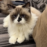 niko