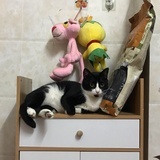 不要来香菜