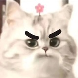 柏舟
