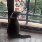 喵喵酱