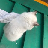团子是只🐱