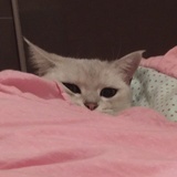 野比小叮当