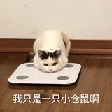 我有七只猫