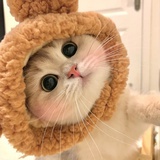 你看我敲凶的
