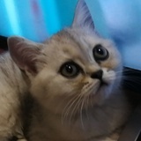炸毛怪