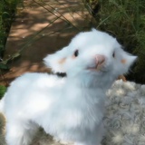 家有猪猪崽